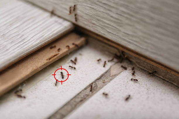 Best Exterminator Services  in Osburn, ID