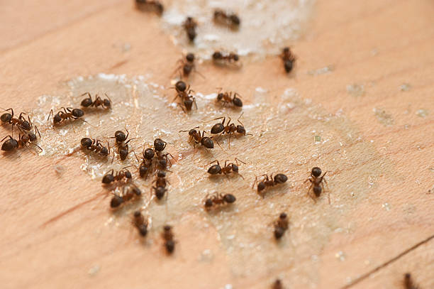 Best Commercial Pest Control Services  in Osburn, ID